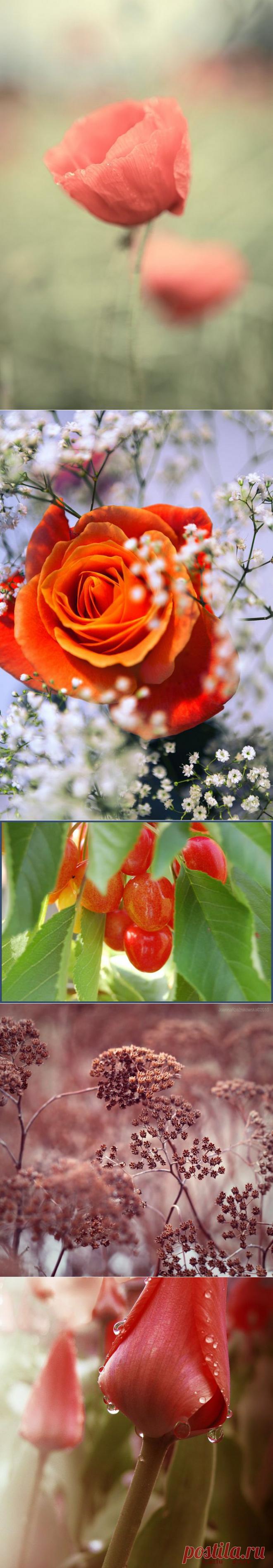 Цветы потрясающего фотохудожника под ником Callu | РОЗЫ
