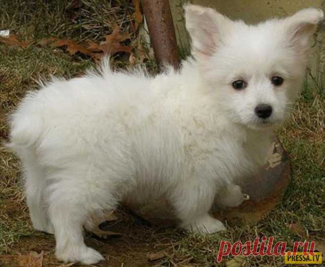 Интересные помеси собак (13 фото)