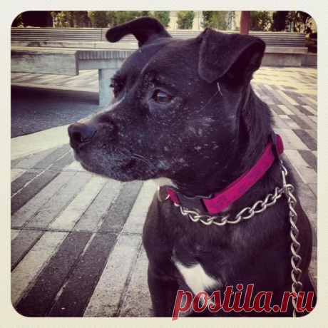 11 причин взять из приюта взрослую собаку вместо щенка / Питомцы