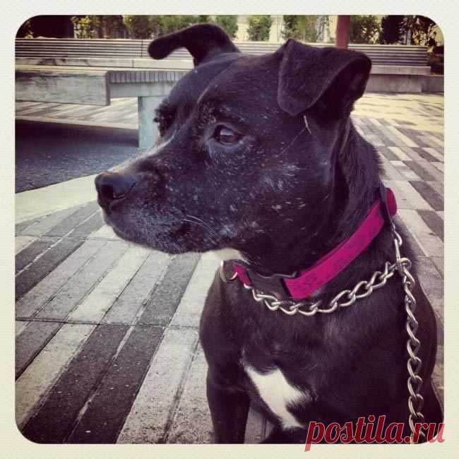 11 причин взять из приюта взрослую собаку вместо щенка / Питомцы