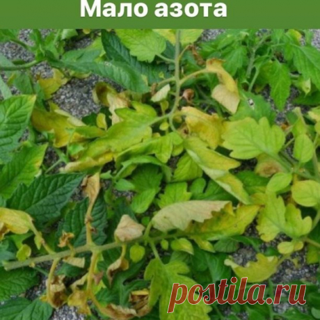 Шпаргалка: чего же не хватает томатам?
