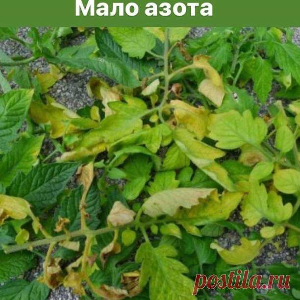 Шпаргалка: чего же не хватает томатам?