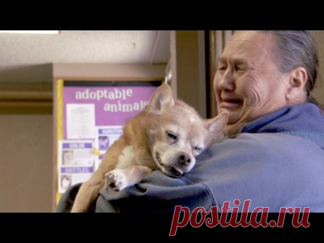 Dog Down! Dr. Jeff and Team Act Fast to Save a Senior Dog