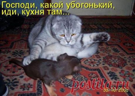 МНК - юмор, приколы и шутки