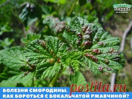 Сохраните, чтобы не потерять!
Рецепт довольно прост:
200 г табачной пыли залить 3л горячей воды. Настаивать необходимо 2-3 суток. Одновременно необходимо сделать настой из стакана зубчиков чеснока, которые также необходимо залить 2л кипятка. В 10л ведро необходимо слить оба настоя, предварительно их, процедив, а затем добавить к получившемуся настою 1 столовую ложку жидкого мыла и одну чайную ложку черного или же красного жгучего молотого перца. Раствор должен настоять еще...