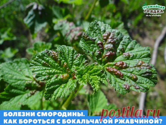 Сохраните, чтобы не потерять!
Рецепт довольно прост:
200 г табачной пыли залить 3л горячей воды. Настаивать необходимо 2-3 суток. Одновременно необходимо сделать настой из стакана зубчиков чеснока, которые также необходимо залить 2л кипятка. В 10л ведро необходимо слить оба настоя, предварительно их, процедив, а затем добавить к получившемуся настою 1 столовую ложку жидкого мыла и одну чайную ложку черного или же красного жгучего молотого перца. Раствор должен настоять еще...