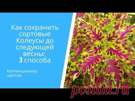 Как сохранить сортовые Колеусы до следующей весны на примере 11 сортов