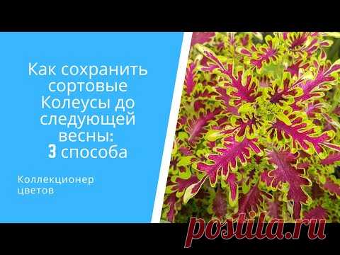Как сохранить сортовые Колеусы до следующей весны на примере 11 сортов
