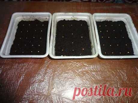 МАСТЕР-КЛАСС Игоря Лядова о том, как сеять семена на рассаду.