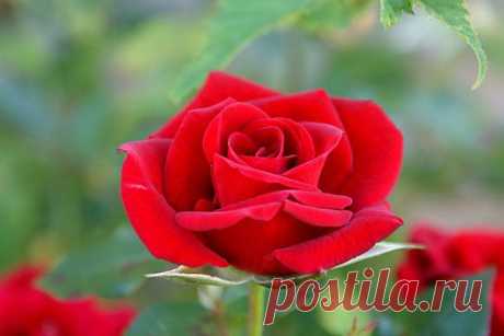 Розы - Алые розы - Цветы розы