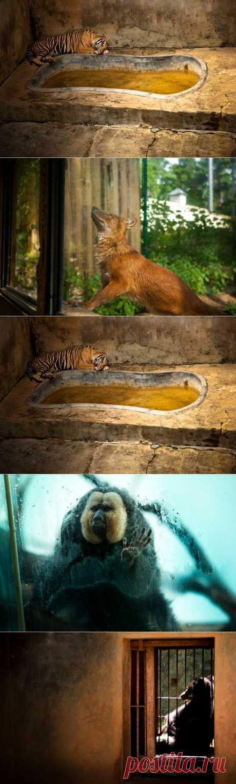 Настоящая жизнь зверей в зоопарках &amp;bull;  НОВОСТИ В ФОТОГРАФИЯХ