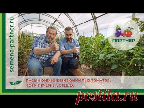 Пасынкование низкорослых томатов. Формировка в 3 стебля.