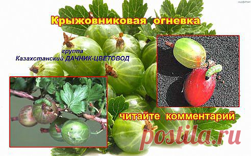 крыжовниковая огневка