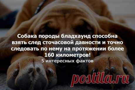 5 интересных фактов
