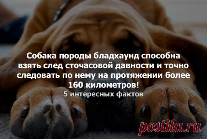 5 интересных фактов