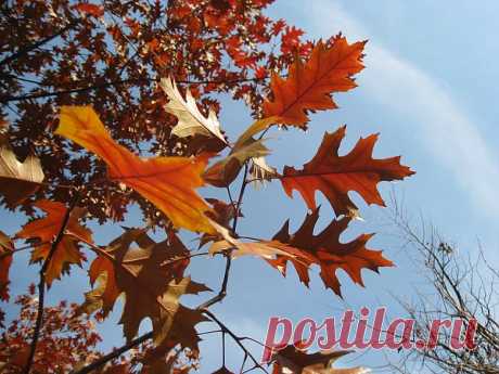 Осенние листья клёна

Autumn Maple Leaves  Free Stock Photo HD - Public Domain Pictures