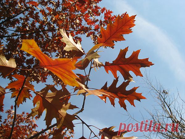 Осенние листья клёна

Autumn Maple Leaves  Free Stock Photo HD - Public Domain Pictures
