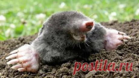 Как избавиться от кротов. | болезни и вредители