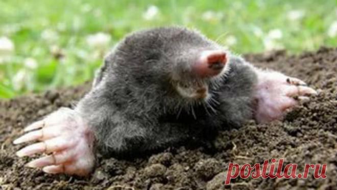 Как избавиться от кротов. | болезни и вредители