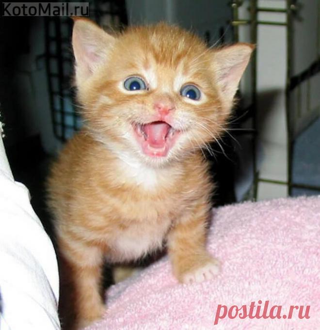 Счастье есть безмерное - это я, наверное!