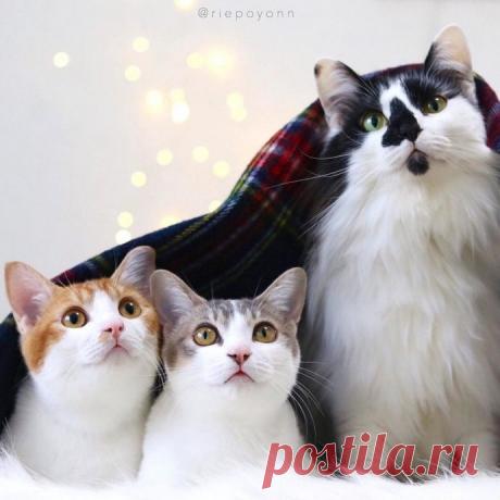 Эти милые сиротки сами выбрали себе папу-кота…