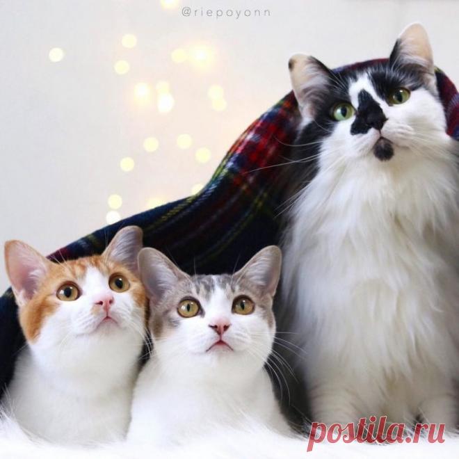 Эти милые сиротки сами выбрали себе папу-кота…