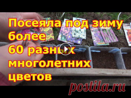 Зимний посев многолетних цветов. Отличный проверенный способ. Когда, как, какие сеять цветы под зиму ???? Интернет-магазин "Семена Почтой" ???? Посеять многолетние цветы осенью – это значит обеспечить свою клумбу крепкими растениями, з...