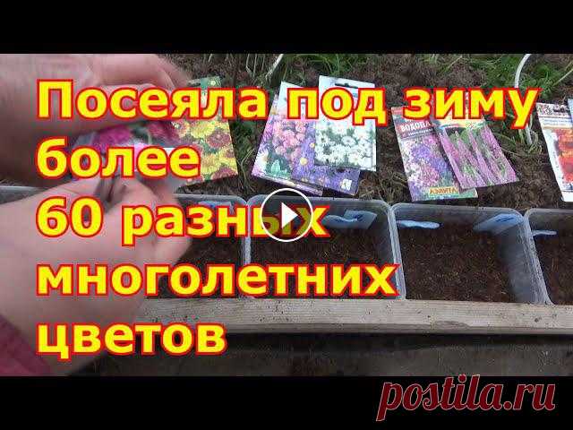 Зимний посев многолетних цветов. Отличный проверенный способ. Когда, как, какие сеять цветы под зиму ???? Интернет-магазин 