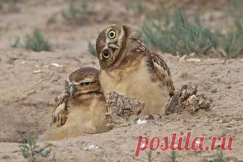 – Не хочу я фоткаться!!!!
– Да чего ты? Давай сфоткаемся.