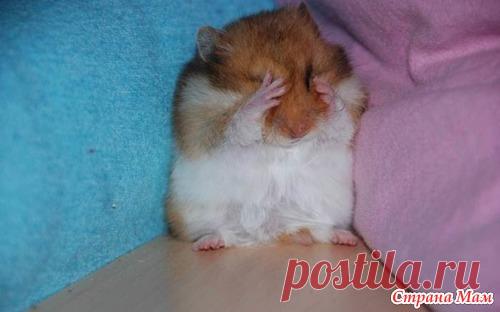 19719696_35541.jpg (500×312)