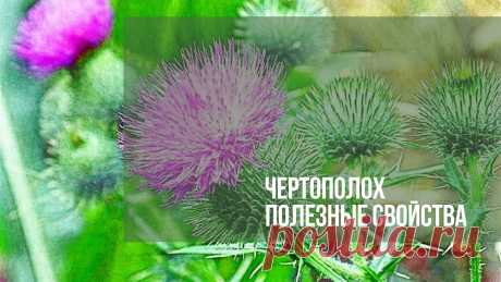 Чертополох полезные свойства. Чертополох — травянистое многолетнее растение с острыми вытянутыми колючками. Культура отличается богатым химическим составом, т.к. содержит витамины, минералы…
