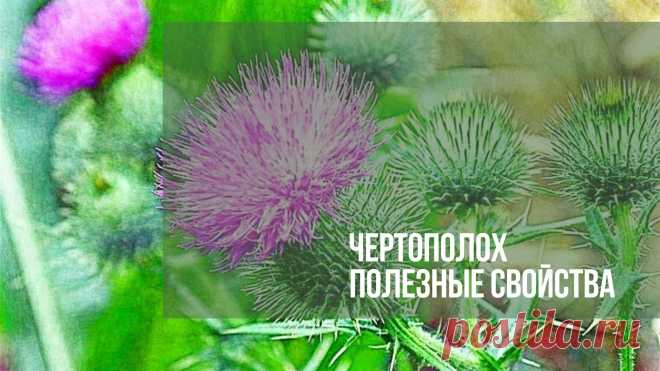 Чертополох полезные свойства. Чертополох — травянистое многолетнее растение с острыми вытянутыми колючками. Культура отличается богатым химическим составом, т.к. содержит витамины, минералы…