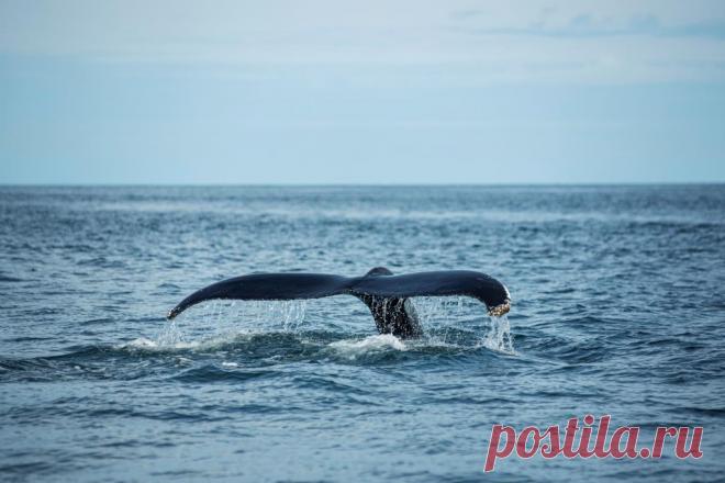 Интересное о китах. 8 невероятных фактов о китах, которые поразят вас.
Киты - одни из самых величественных существ на земле. Они также являются самыми загадочными существами. Мы до сих пор многого не знаем об этом животном. Продолжайте читать, чтобы узнать забавные и удивительные факты о китах.
Изображение от   Freepik