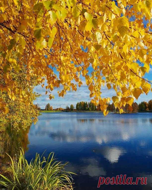 ღКому-то — май! Кому-то — грозы!
А я люблю осенний лес!
И золотую прядь берёзы 
на синем кружеве небес!!! Вплету туда цветов букеты!
Я буду петь в тоске, в любви!
Пою я и не жду ответа!
Мне так легко!!! Вот так я живу...
А Вы любите осень???