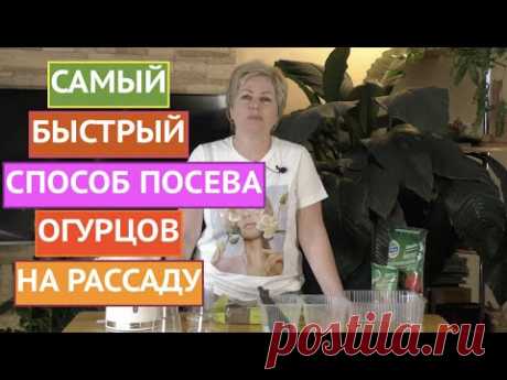 КАК ПОСАДИТЬ ОГУРЦЫ НА РАССАДУ ЗА 10 МИНУТ! ЭКСПРЕСС-МЕТОД!