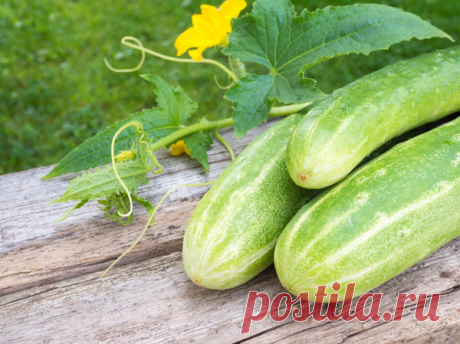 Рецепт маринованных переросших огурцов от участницы клуба любителей дачи