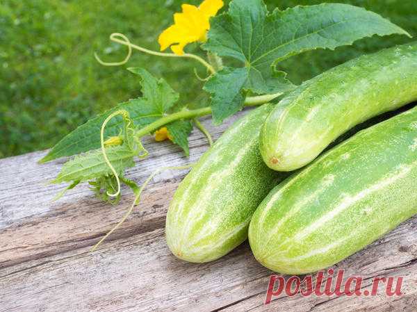 Рецепт маринованных переросших огурцов от участницы клуба любителей дачи