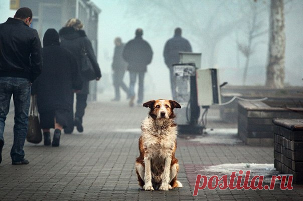 Бездомные псы умирают спокойно...