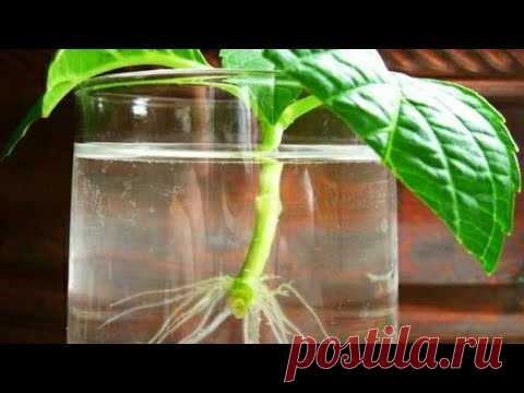 Укорененные черенки гортензии.Где и как хранить зимой .