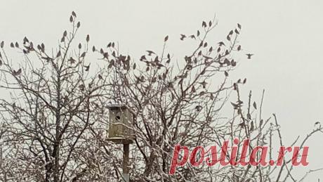 Очень прожорливые,маленькие птички,с хохолками на голове.Кто знает ,как они называются?То,что я оставила на кустах боярышника ,нужно было собирать 2дня,и то не факт)))Ягод БЫЛО 😂очень много.Эти птахи справились за 15 мин. Сьели все!