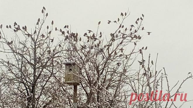 Очень прожорливые,маленькие птички,с хохолками на голове.Кто знает ,как они называются?То,что я оставила на кустах боярышника ,нужно было собирать 2дня,и то не факт)))Ягод БЫЛО 😂очень много.Эти птахи справились за 15 мин. Сьели все!