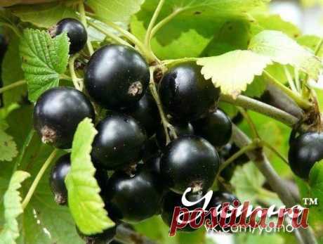 Новости КАРТОФЕЛЬНЫЕ ОЧИСТКИ.ОТЛИЧНОЕ УДОБРЕНИЕ ДЛЯ СМОРОДИНЫ