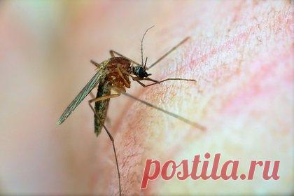 Продемонстрирована эффективная вакцина против малярии