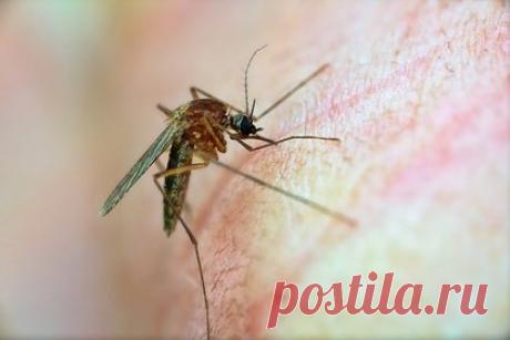 Продемонстрирована эффективная вакцина против малярии