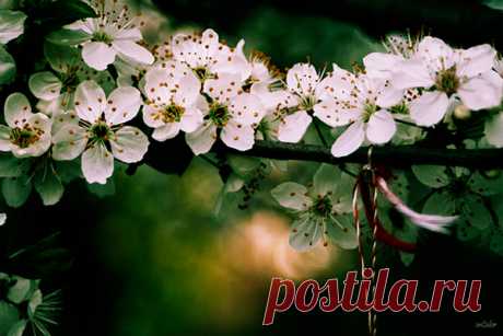 Самые красивые весенние фото выходного дня. | Мой мир в фотографиях