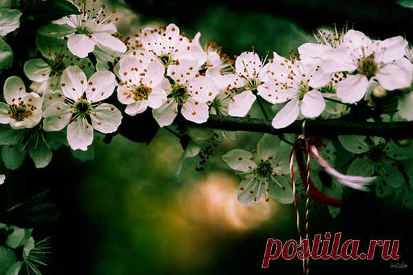 Самые красивые весенние фото выходного дня. | Мой мир в фотографиях