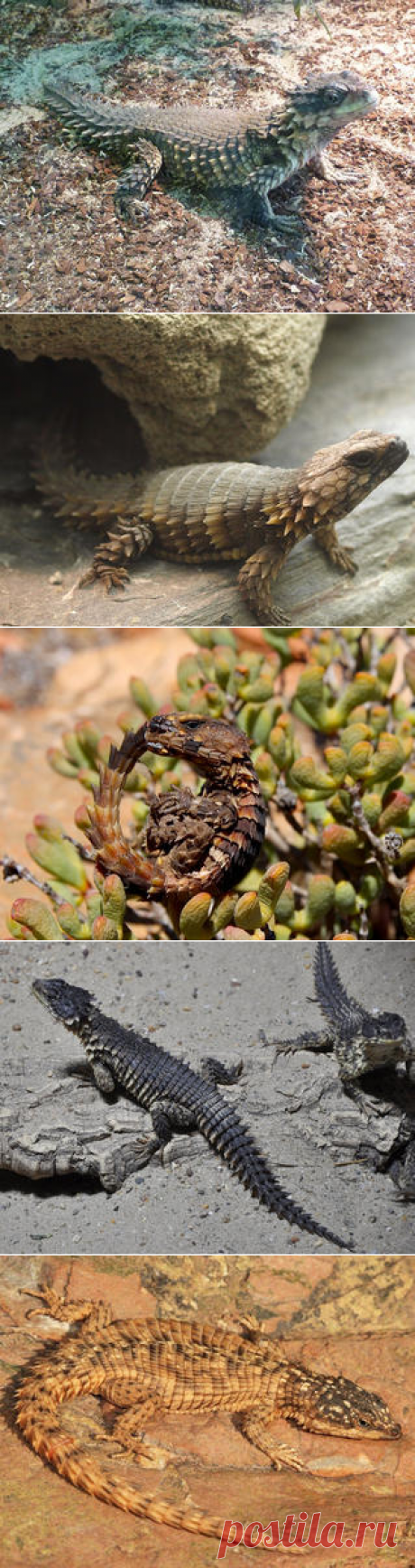 Смотреть изображения поясохвостов | Зооляндия