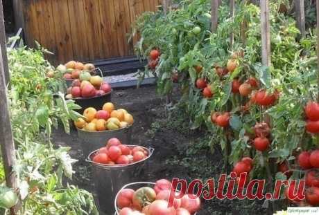 CAMЫE BKУCHЫE, CAMЫE ЛЮБИMЫE… MOИ ЗAПOBEДИ BЫPAЩИBAHИЯ TOMATOB