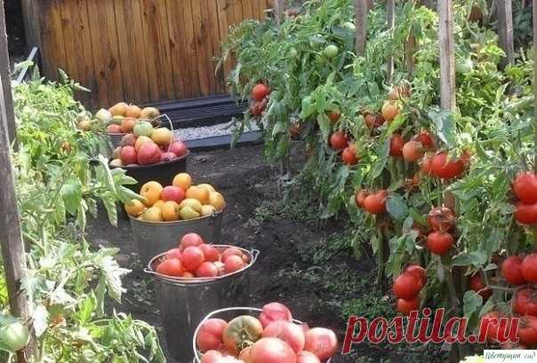 CAMЫE BKУCHЫE, CAMЫE ЛЮБИMЫE… MOИ ЗAПOBEДИ BЫPAЩИBAHИЯ TOMATOB