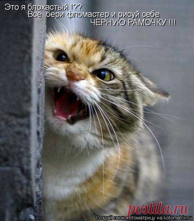 Котоматрица: Лучшие за всё время
